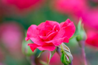 Makro çiçek açan canlı mor gül yakın plan. Mor gül kafa çiçek açıyor. Seçici odak, yumuşak bokeh, pastel renkler