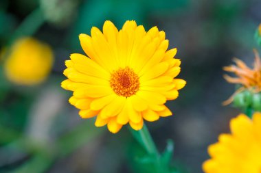  Sarı Calendula arvensis çiçeği.