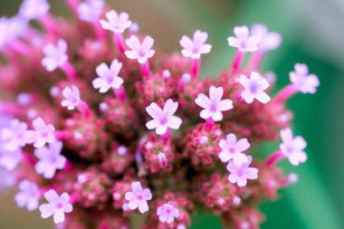 Macro of Verbena bonariensis. Nature defocused background. Macro selective focus clipart