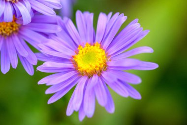 İnce Menekşe Yapraklı Asterların Macro 'su Seçici Odaklanma. Aster alpinus - Alp papatyası