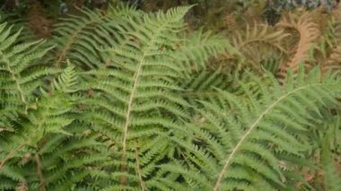 Green fern leaves moving on the wind. Nature background