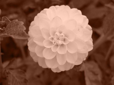 Mocha Mousse tonu, 2025 yılının rengi. Bahçedeki Macro Dahlia çiçeği başı. Macro Dahlia yaprakları kapatın