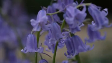 BlueBell çiçekleri kapalı, bulanık arkaplan ile seçici odak. İspanyol blueBell, Hyacinthoides hispanica, Endymion hispanicus veya Scilla hispanica 'nın seçici odak noktasıdır.