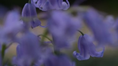 BlueBell çiçekleri kapalı, bulanık arkaplan ile seçici odak. İspanyol blueBell, Hyacinthoides hispanica, Endymion hispanicus veya Scilla hispanica 'nın seçici odak noktasıdır.