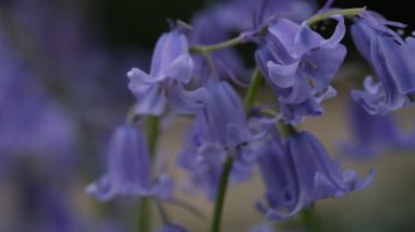 BlueBell çiçekleri kapalı, bulanık arkaplan ile seçici odak. İspanyol blueBell, Hyacinthoides hispanica, Endymion hispanicus veya Scilla hispanica 'nın seçici odak noktasıdır.