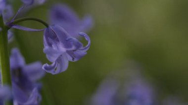 BlueBell çiçekleri kapalı, bulanık arkaplan ile seçici odak. İspanyol blueBell, Hyacinthoides hispanica, Endymion hispanicus veya Scilla hispanica 'nın seçici odak noktasıdır.