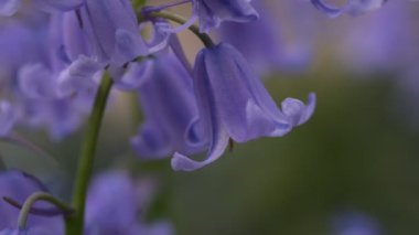 BlueBell çiçekleri kapalı, bulanık arkaplan ile seçici odak. İspanyol blueBell, Hyacinthoides hispanica, Endymion hispanicus veya Scilla hispanica 'nın seçici odak noktasıdır.