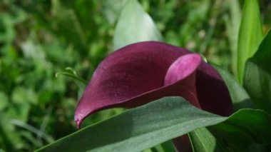 Mor Kalla Zambağı çiçeği yeşil yapraklarla kaplıdır, seçici bir odak noktası vardır. Calla çiçek saksısı makro fotoğrafı. Mor çiçek yaprağında güneş ışığı
