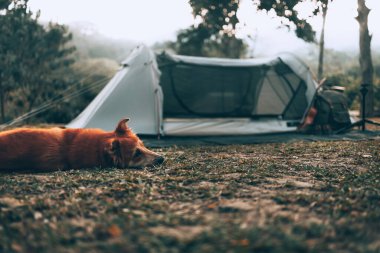 Mutlu köpek, tatilde ormanda kamp yaparken sabahları uyuyor. Meslek ve seyahat kavramı.