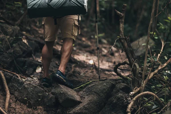 Turisté Používají Trekking Tyč Batohy Procházející Lesem Turistický Dobrodružný Koncept — Stock fotografie
