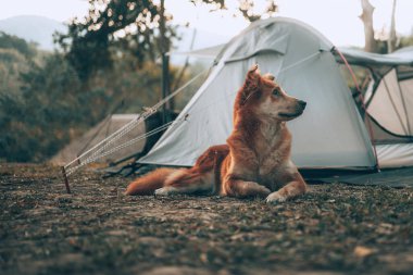 Mutlu köpek, tatilde ormanda kamp yaparken sabah kuşların öttüğünü duyunca heyecanlandı. Meslek ve seyahat kavramı.