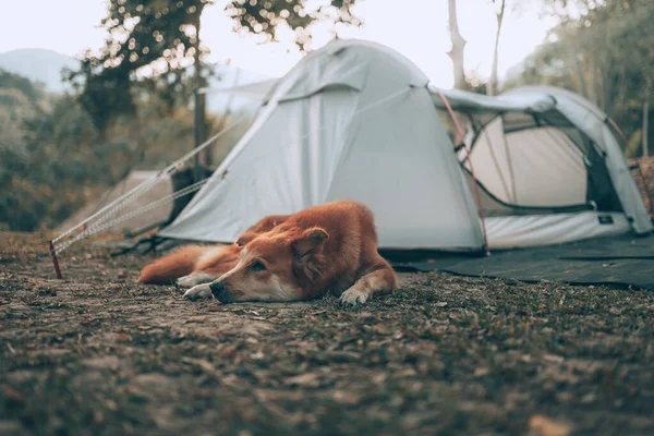 Chien Heureux Dormant Matin Lors Voyage Camping Dans Forêt Vacances — Photo