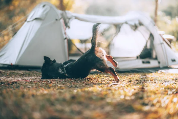 Chien Heureux Jouant Matin Lors Voyage Camping Dans Forêt Vacances — Photo