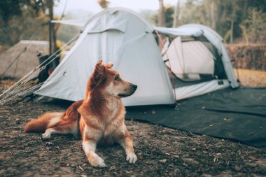 Mutlu köpek, tatilde ormanda kamp yaparken sabah kuşların öttüğünü duyunca heyecanlandı. Meslek ve seyahat kavramı.