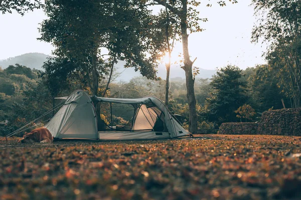 森林中的草地上的灰色帐篷 后面的景色是早上的山 旅行和假日概念 — 图库照片