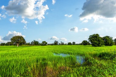 Pirinç tarlaları dolu, mavi gökyüzünün altında hasat edilmeyi bekliyorlar. Çiftlik, Tarım Konsepti.