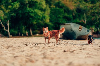 Kumsalda oynayan bir köpek. köpek, hayvan, aile kavramı.