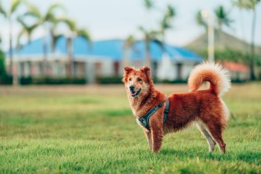 Köpek çimlerde oynuyor. köpek, hayvan, aile kavramı.