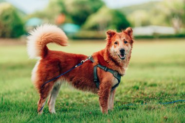 Köpek çimlerde oynuyor. köpek, hayvan, aile kavramı.