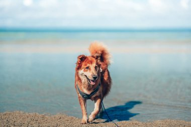 Plaj suyunda oynayan bir köpek. köpek, hayvan, aile kavramı.