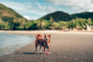 Plaj suyunda oynayan bir köpek. köpek, hayvan, aile kavramı.