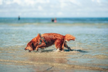 Plaj suyunda oynayan bir köpek. köpek, hayvan, aile kavramı.