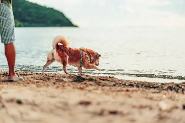 Cane Che Gioca Sulla Spiaggia Cane Animale Domestico Concetto Famiglia — Foto Stock