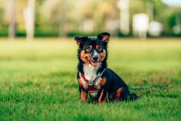 Köpek çimlerde oynuyor. köpek, hayvan, aile kavramı.