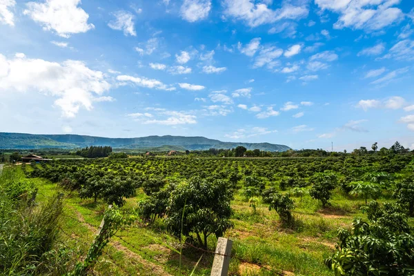 Mango trees on farm. Alley of mango trees on mountain midday with beautiful blue sky background. orchard, farm, agriculture concept.
