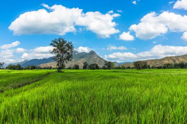 Pirinç tarlaları dolu, mavi gökyüzünün altında hasat edilmeyi bekliyorlar. Çiftlik, Tarım Konsepti.