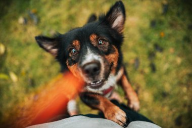 Köpek mutlu bir şekilde zıplar ve sahibinin elinden köpek maması alır. Hayvan ailesi, yiyecek, atıştırmalık konsepti.