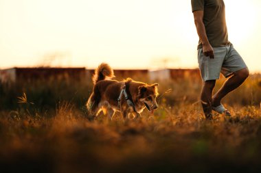 Köpek gün batımında sahibiyle çayırda mutlu bir şekilde yürür. Hayvan ve aile kavramı.