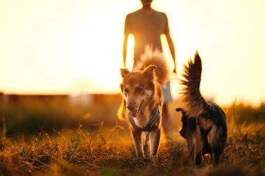 Köpek gün batımında sahibiyle çayırda mutlu bir şekilde yürür. Hayvan ve aile kavramı.