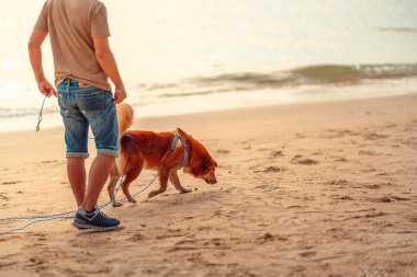 Kumsalda oynayan bir köpek. köpek, hayvan, aile kavramı.