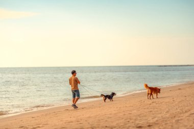 Sahibi ile sahilde yürüyen bir köpek. köpek, hayvan, aile kavramı.