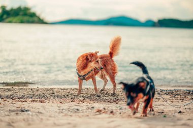 Kumsalda oynayan bir köpek. köpek, hayvan, aile kavramı.