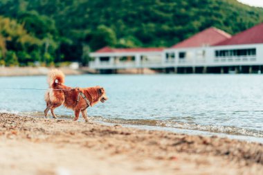 Kumsalda oynayan bir köpek. köpek, hayvan, aile kavramı.