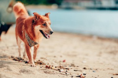 Kumsalda oynayan bir köpek. köpek, hayvan, aile kavramı.