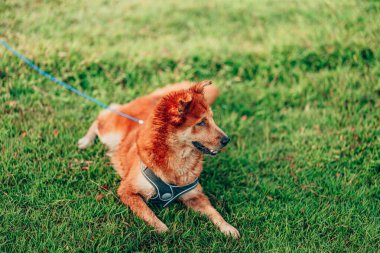 Köpek çimlerde oynuyor. köpek, hayvan, aile kavramı.