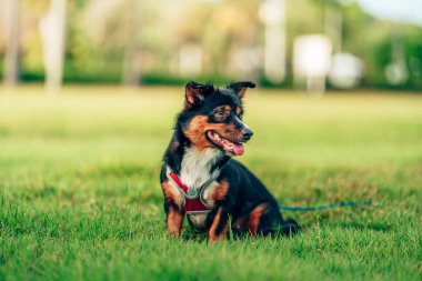 Köpek çimlerde oynuyor. köpek, hayvan, aile kavramı.