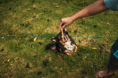 Köpek mutlu bir şekilde zıplar ve sahibinin elinden köpek maması alır. Hayvan ailesi, yiyecek, atıştırmalık konsepti.