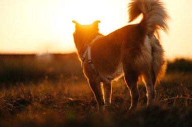 Köpek gün batımında sahibiyle çayırda mutlu bir şekilde yürür. Hayvan ve aile kavramı.