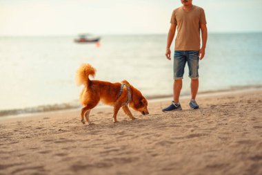 Kumsalda oynayan bir köpek. köpek, hayvan, aile kavramı.