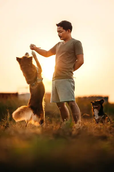 dog happy jumps and grabs dog treats on his owner\'s hand on the grass during the sunset. Pet family, Food, snacks concept