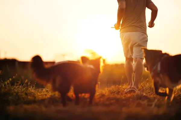 A man running and dog happy run after him on the meadow during sunset. Pet and family concept.