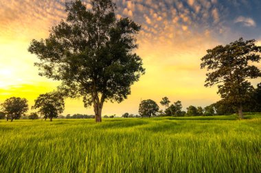 Pirinç tarlaları dolu, gün batımında kırsal bölgede hasat edilmeyi bekliyorlar. Çiftlik, Tarım Konsepti.