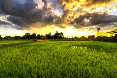 Pirinç tarlaları dolu, gün batımında kırsal bölgede hasat edilmeyi bekliyorlar. Çiftlik, Tarım Konsepti.