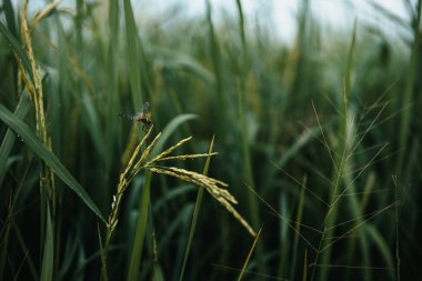 Pirinç tohumu ve yeşil yaprakları pirinç dosyasına koy. Geçmiş, tarım ve tarım kavramı.