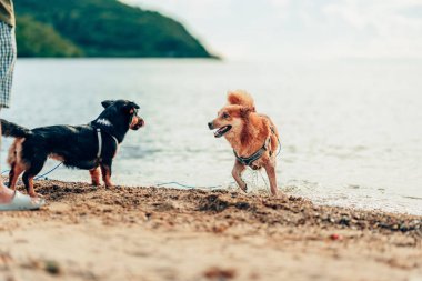 Kumsalda oynayan bir köpek. köpek, hayvan, aile kavramı.