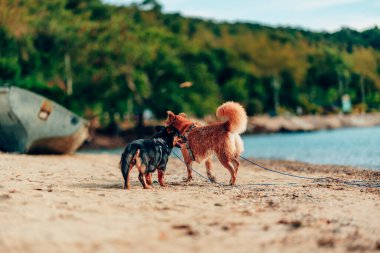 Kumsalda oynayan bir köpek. köpek, hayvan, aile kavramı.